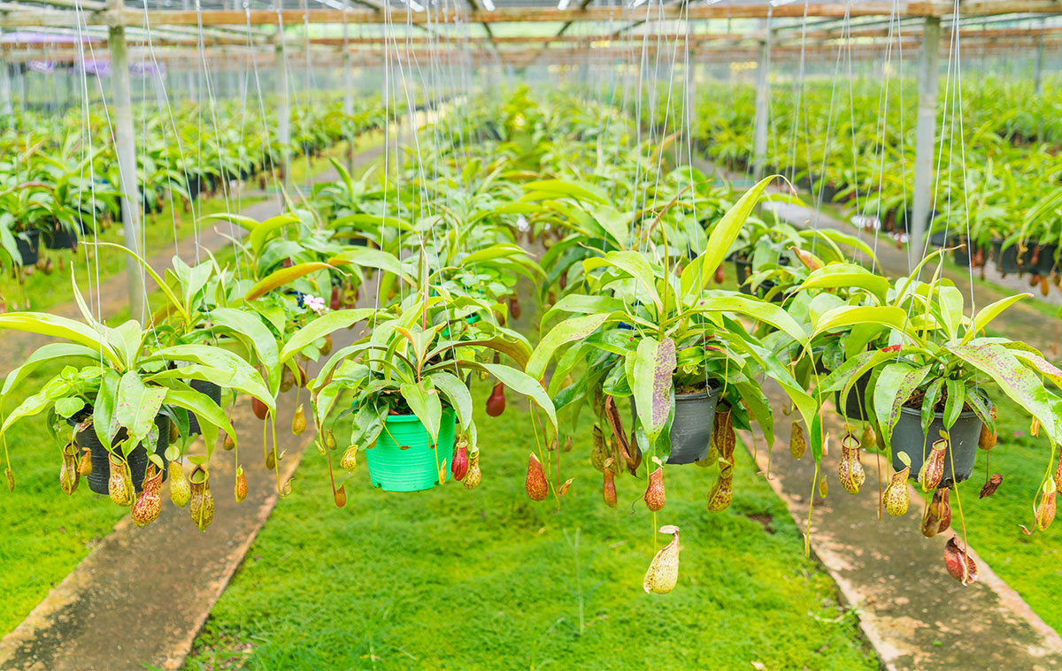 PERMENTAN NO. 98/2013 LIMITS AREA, BUT EXPANDS OBLIGATIONS, FOR PLANTATION COMPANIES IN INDONESIA