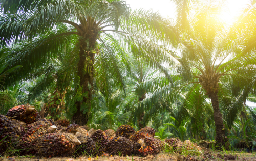 Transition to a Single-Window Export System: Mandatory Export of Palm Oil Products Through State-Owned Export Enterprises