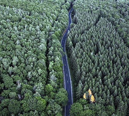 Plantation, Forestry and Pulp and Paper